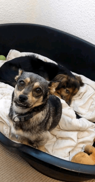 2025 07 16 15 54 06 izzy ❤️ sanfte seele sucht sicheren hafen in niedersachsen melle mischlinge