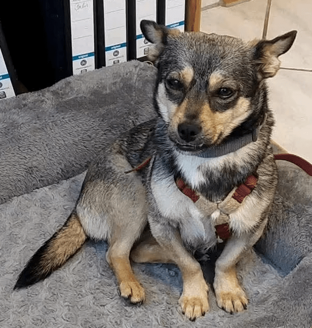 2025 07 16 15 54 11 izzy ❤️ sanfte seele sucht sicheren hafen in niedersachsen melle mischlinge