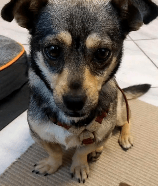 2025 07 16 15 54 16 izzy ❤️ sanfte seele sucht sicheren hafen in niedersachsen melle mischlinge