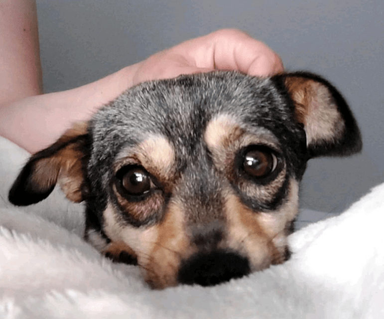 2025 07 16 15 54 21 izzy ❤️ sanfte seele sucht sicheren hafen in niedersachsen melle mischlinge