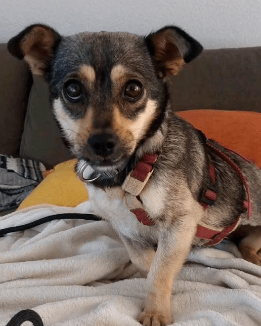 2025 07 16 15 54 25 izzy ❤️ sanfte seele sucht sicheren hafen in niedersachsen melle mischlinge