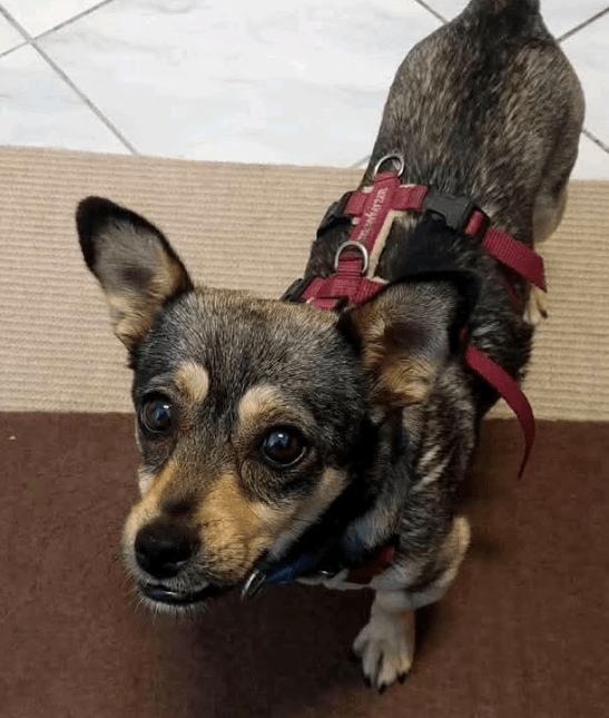 2025 07 16 15 54 29 izzy ❤️ sanfte seele sucht sicheren hafen in niedersachsen melle mischlinge
