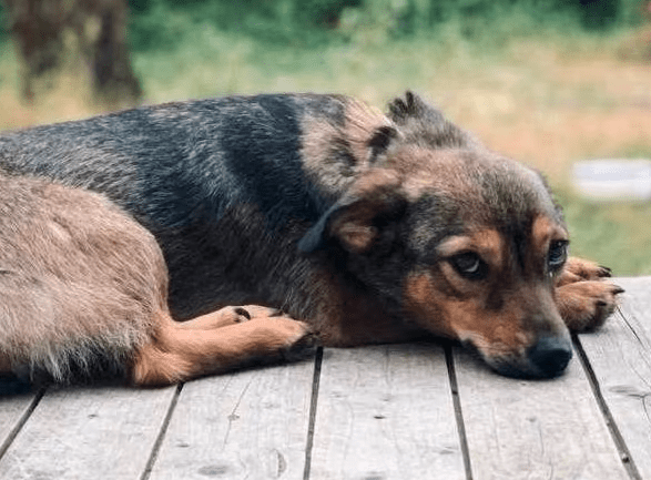 2025 07 16 16 08 17 ira ❤️kleine kuschelkönigin mit großem herz in hessen viernheim mischlinge u