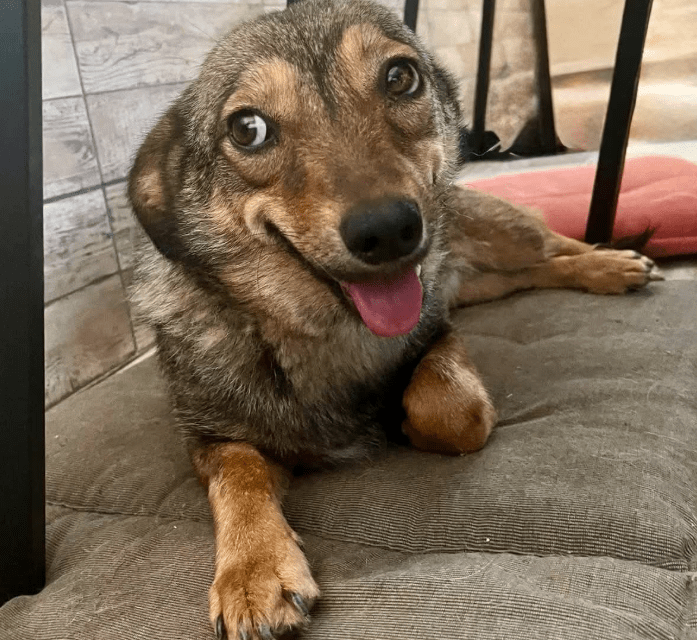 2025 07 16 16 08 21 ira ❤️kleine kuschelkönigin mit großem herz in hessen viernheim mischlinge u