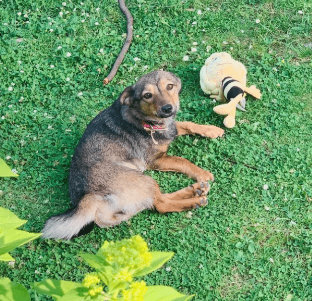 2025 07 16 16 08 26 ira ❤️kleine kuschelkönigin mit großem herz in hessen viernheim mischlinge u