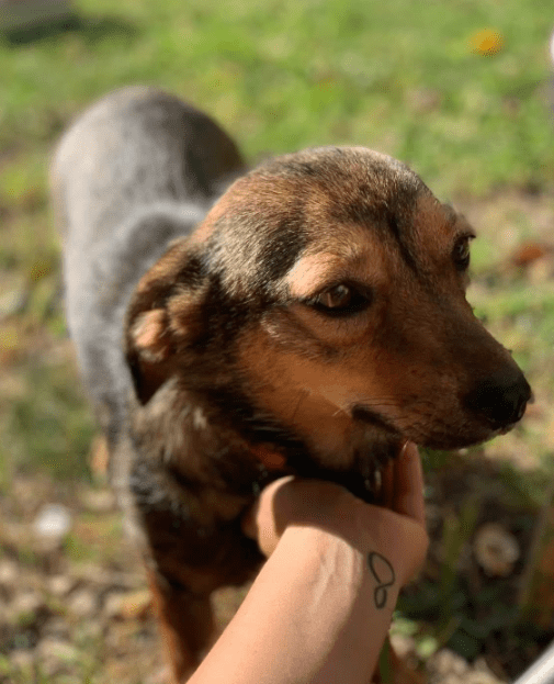 2025 07 16 16 08 31 ira ❤️kleine kuschelkönigin mit großem herz in hessen viernheim mischlinge u