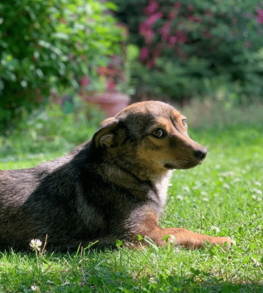 2025 07 16 16 08 34 ira ❤️kleine kuschelkönigin mit großem herz in hessen viernheim mischlinge u