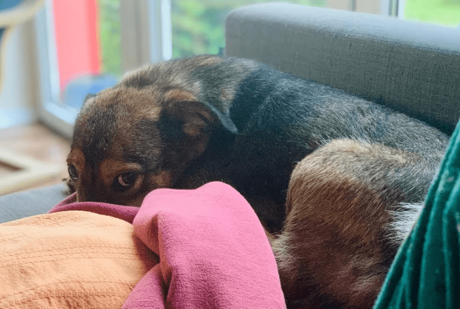 2025 07 16 16 08 38 ira ❤️kleine kuschelkönigin mit großem herz in hessen viernheim mischlinge u