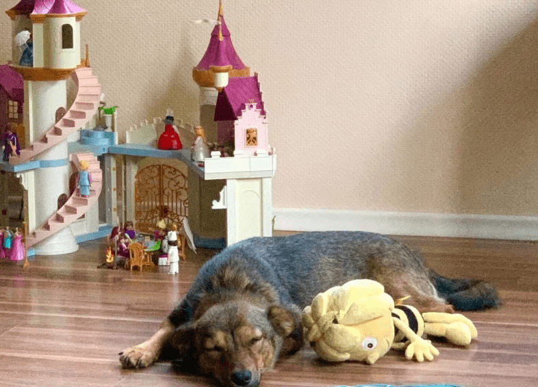 2025 07 16 16 08 43 ira ❤️kleine kuschelkönigin mit großem herz in hessen viernheim mischlinge u