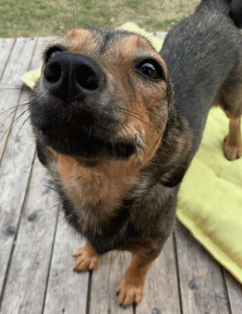2025 07 16 16 08 49 ira ❤️kleine kuschelkönigin mit großem herz in hessen viernheim mischlinge u