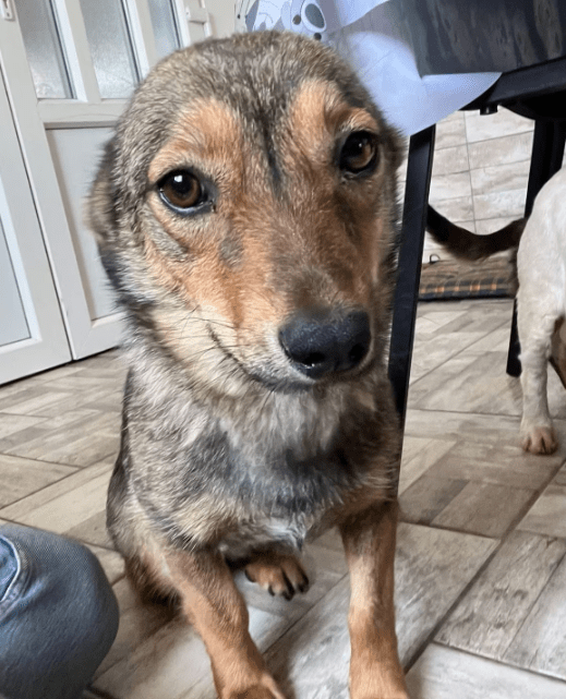 2025 07 16 16 08 54 ira ❤️kleine kuschelkönigin mit großem herz in hessen viernheim mischlinge u