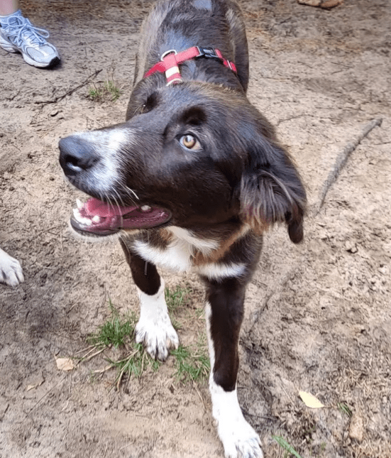 2025 07 16 16 09 53 saja ❤️ sucht sofa, herz und leckerli vorrat! in niedersachsen wedemark misc