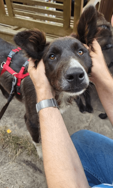 2025 07 16 16 10 03 saja ❤️ sucht sofa, herz und leckerli vorrat! in niedersachsen wedemark misc