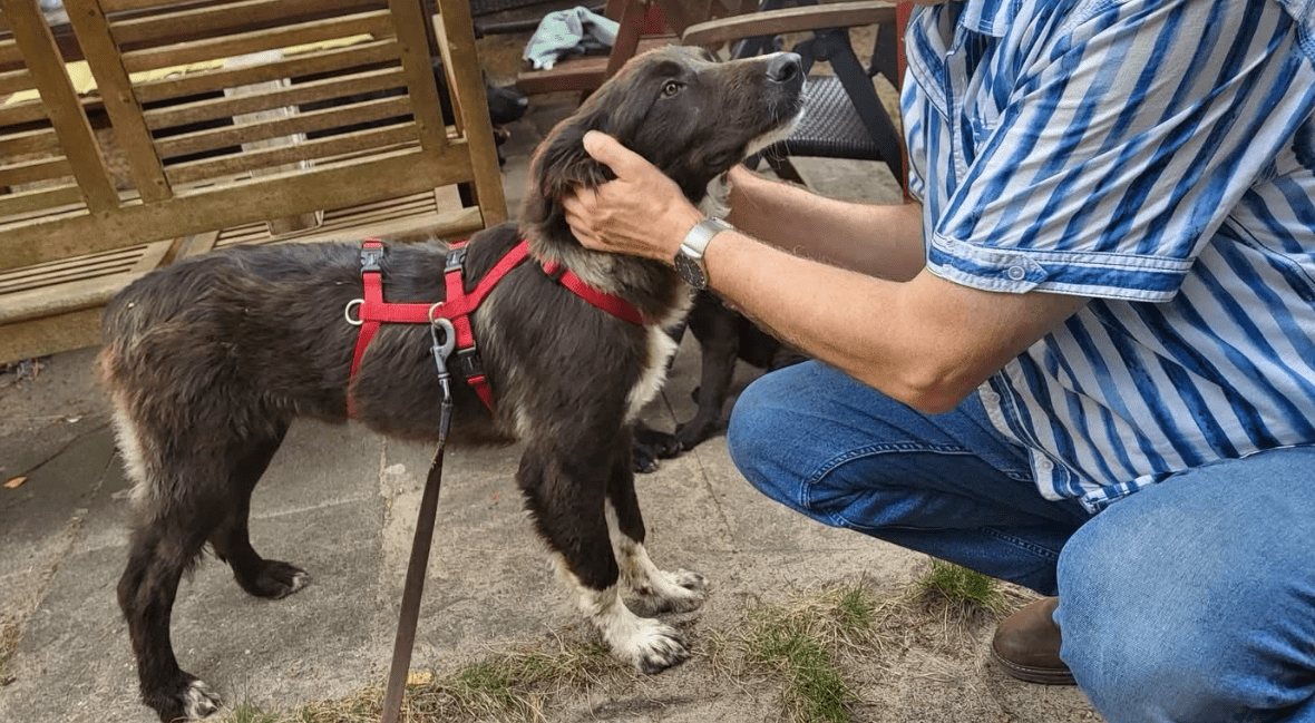 2025 07 16 16 10 10 saja ❤️ sucht sofa, herz und leckerli vorrat! in niedersachsen wedemark misc