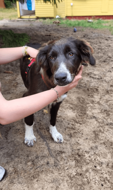 2025 07 16 16 10 18 saja ❤️ sucht sofa, herz und leckerli vorrat! in niedersachsen wedemark misc