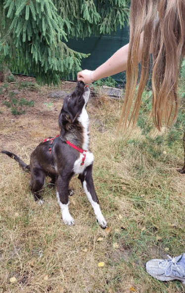 2025 07 16 16 10 22 saja ❤️ sucht sofa, herz und leckerli vorrat! in niedersachsen wedemark misc