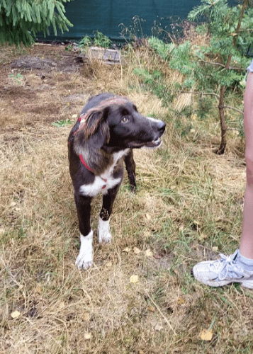 2025 07 16 16 10 29 saja ❤️ sucht sofa, herz und leckerli vorrat! in niedersachsen wedemark misc