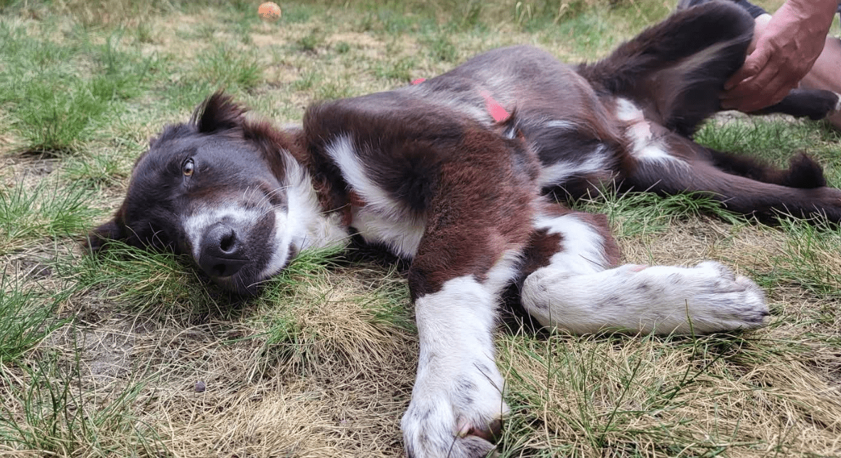 2025 07 16 16 10 37 saja ❤️ sucht sofa, herz und leckerli vorrat! in niedersachsen wedemark misc