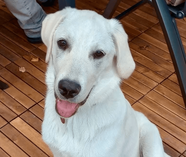 2025 10 23 17 52 51 chat schneider, david microsoft teams