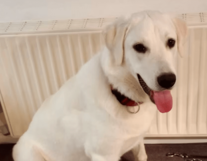 2025 10 23 17 52 56 chat schneider, david microsoft teams