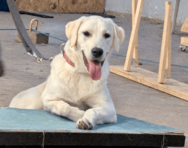 2025 10 23 17 53 05 chat schneider, david microsoft teams