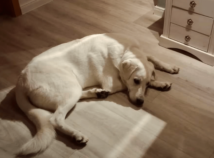 2025 10 23 17 53 14 chat schneider, david microsoft teams