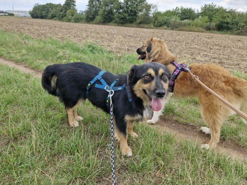 20250730 143526 copy 1000x750 copy 500x375