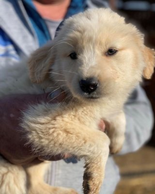 Scout