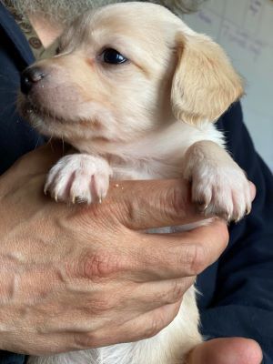 491024250 1185313959521612 7471499211093509333 n