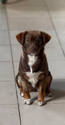 Lulu