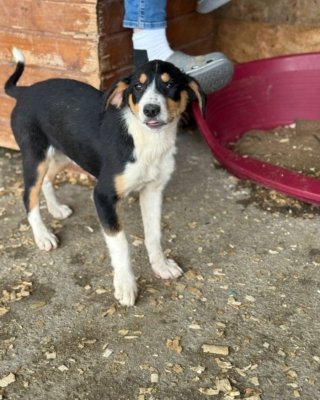Raffa