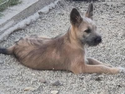 496512211 1261118948994571 7459217073462495620 n