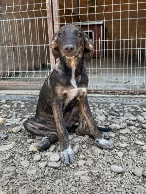Elvi