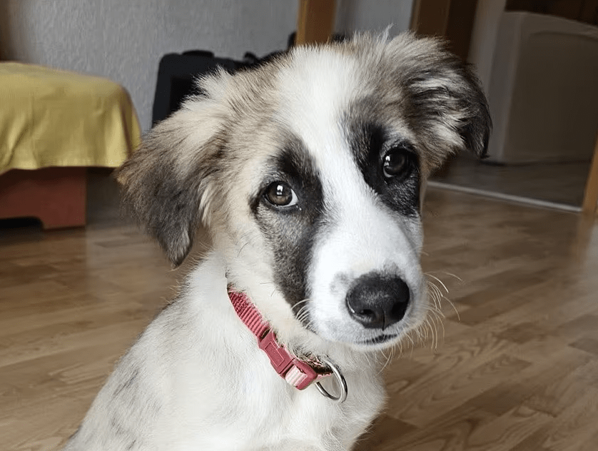 2025 06 10 17 24 07 amina ❤️ kannst du ihrem hundeblick widerstehen in bayern breitenberg misch