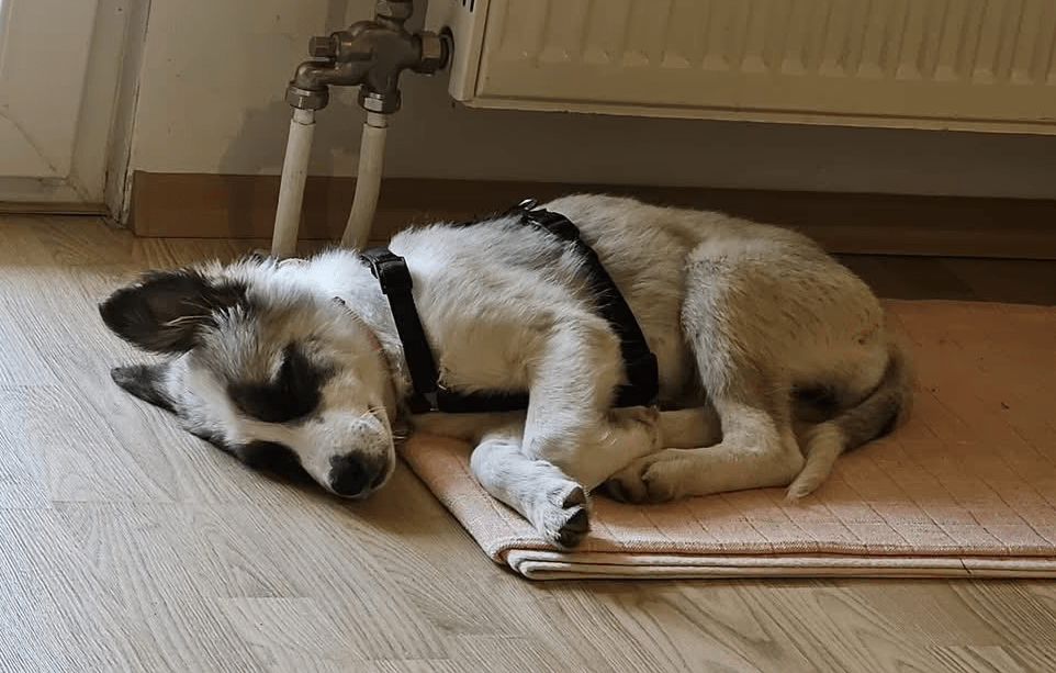 2025 06 10 17 24 11 amina ❤️ kannst du ihrem hundeblick widerstehen in bayern breitenberg misch
