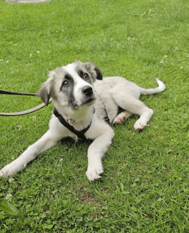 2025 06 10 17 24 19 amina ❤️ kannst du ihrem hundeblick widerstehen in bayern breitenberg misch