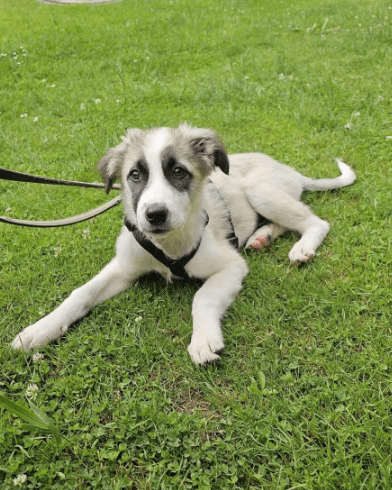 2025 06 10 17 24 26 amina ❤️ kannst du ihrem hundeblick widerstehen in bayern breitenberg misch