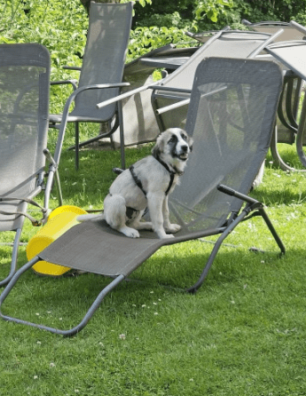 2025 06 10 17 24 30 amina ❤️ kannst du ihrem hundeblick widerstehen in bayern breitenberg misch
