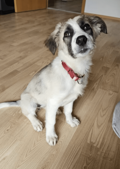 2025 06 10 17 24 35 amina ❤️ kannst du ihrem hundeblick widerstehen in bayern breitenberg misch