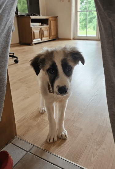 2025 06 10 17 24 38 amina ❤️ kannst du ihrem hundeblick widerstehen in bayern breitenberg misch