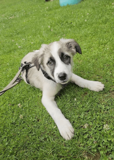 2025 06 10 17 24 42 amina ❤️ kannst du ihrem hundeblick widerstehen in bayern breitenberg misch