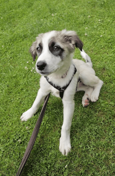 2025 06 10 17 24 45 amina ❤️ kannst du ihrem hundeblick widerstehen in bayern breitenberg misch