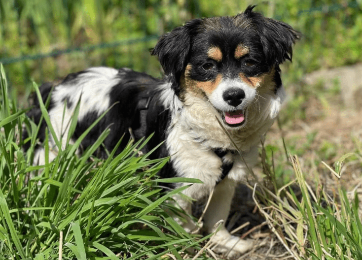 2025 06 16 13 56 34 sweety ❤️ süßer als jede süßigkeit! in nordrhein westfalen herten mischlinge
