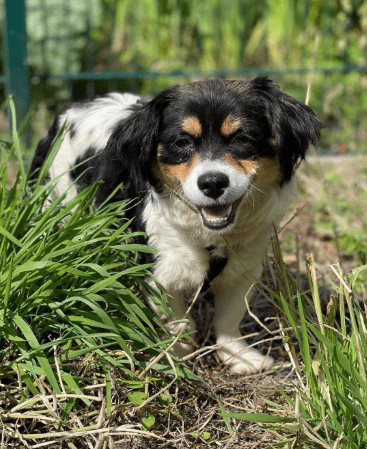 2025 06 16 13 56 39 sweety ❤️ süßer als jede süßigkeit! in nordrhein westfalen herten mischlinge