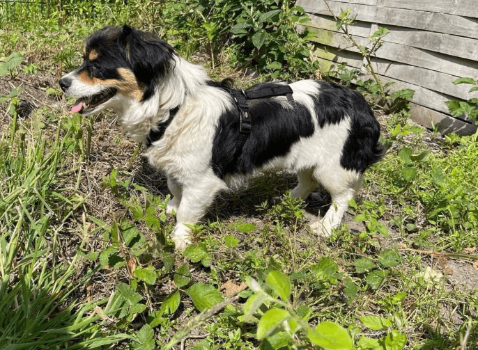 2025 06 16 13 56 43 sweety ❤️ süßer als jede süßigkeit! in nordrhein westfalen herten mischlinge