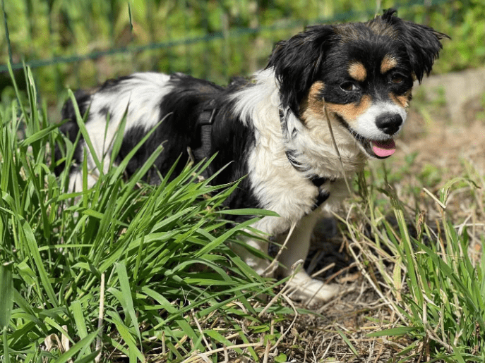 2025 06 16 13 56 48 sweety ❤️ süßer als jede süßigkeit! in nordrhein westfalen herten mischlinge