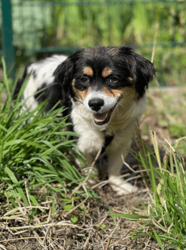 2025 06 16 13 56 52 sweety ❤️ süßer als jede süßigkeit! in nordrhein westfalen herten mischlinge