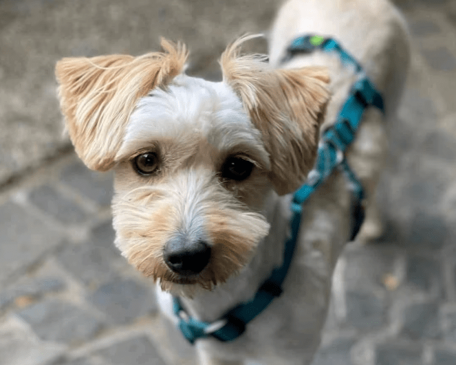 2025 06 22 12 07 14 bibi ❤️ bringt dich mit ihrem blick zum schmelzen! in nordrhein westfalen hert
