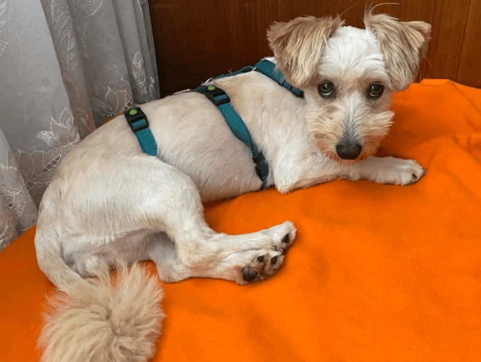 2025 06 22 12 07 22 bibi ❤️ bringt dich mit ihrem blick zum schmelzen! in nordrhein westfalen hert