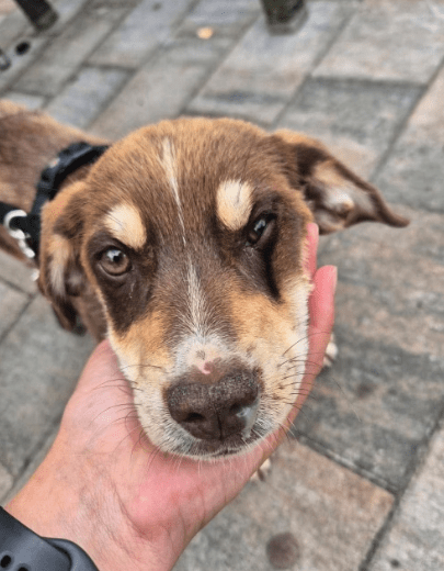 2025 07 01 22 05 20 jamie ❤️ kleiner sonnenschein sucht sein zuhause in nordrhein westfalen haan